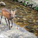 선경사슴 이미지