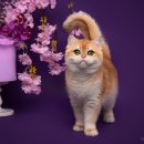 샤인모어 이미지