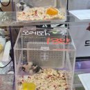 아프리카 펫센터 | 2025 서울 K렙타일페어 후기 (종류, 업체, 푸드코트) @세텍