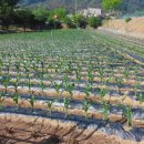 선소리 민박 이미지