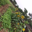 뽑고또뽑고 이미지