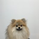 츄츄살롱 이미지