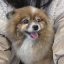 노원 바른 동물의료센터 | 강아지 스케일링 + 건강검진 후기 🐶(노원 N동물의료센터)