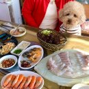 서해식당 | 제부도맛집 서해회센타 제부도 애견동반 식당 횟집 후기