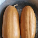 조선긴호박 발송 이미지