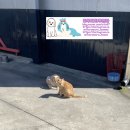 도그피아 애견 훈련 학교 이미지