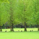 푸른나무 이미지