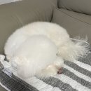 프로펫샵 이미지
