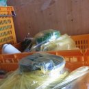 조은익스프레스 이미지