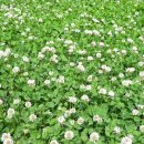 청태산휴양림 이미지