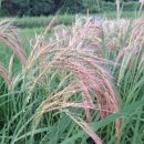 영월초등학교 이미지