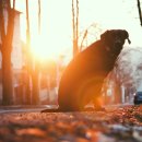 해운대 펫택시 이미지