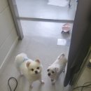 망쿠애견샵 네이버블로그