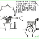 한국춘란 초봄의 일반관리 01/(월계난626) 이미지