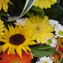 별밭에서 이미지