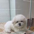 이정훈 강아지 | [하남강아지분양 후기 – 이정훈강아지 하남본점에서 만난 귀여운 비숑프리제]