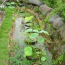 연못이 있는 집 이미지