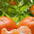 스마일농장 이미지