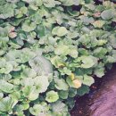 박종철농장 이미지