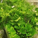 병설농장 이미지