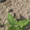 난 원예사 이미지