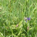 백두산화원 이미지