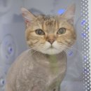 코냥코냥 이미지