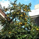 영등포공원 이미지