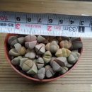 마옥농장 이미지