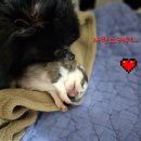 ch po love 이미지