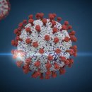 조류 독감과 코로나 관계 이미지