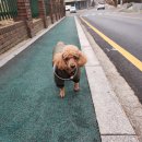 오버롤 | 퍼피엔젤 패딩 오버롤 솔직후기 초경량 강아지 겨울옷 추천