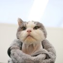 묘신사 그루밍 이미지