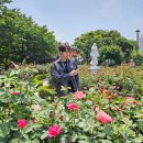 중화동-106 | 서울장미축제 열리는 5월 서울 중랑장미공원 방문후기 (주차 정보 포함)