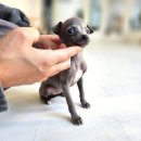 성지애견 이미지