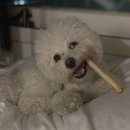 (주)시소퍼블릭릴레이션즈 | 【강아지우드스틱】 새끼강아지 이갈이 장난감 커피츄 / 펫페어 멜슨 애플츄 후기