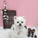 해맑은 애견미용 | 대구 남구 대명동 강아지미용실 포메라니안 애견미용 곰돌이컷 후기(알로페시아)