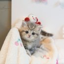 동그리펫 이미지