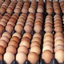 계란, 하루 몇개 먹어야 좋을까? 이미지