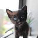 검은고양이 이미지