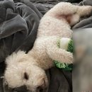 펫코노미 | 올팜 물품구매) 강아지 장난감 구매후기 펫코노미 강아지 3D 장난감 8종 세트 솔직후기