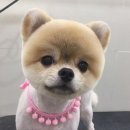알라딘펫