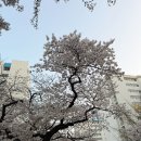 삼익비치타운아파트 | 부산 벚꽃 명소! 남천동 벚꽃거리 삼익비치타운 아파트