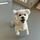 댕글댕글 | 수원(인계동) 애견유치원 추천;) 댕글댕글 유치원 솔직후기.