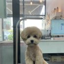 뚜니살롱 이미지