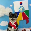 강아지 미장원 이미지