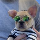 VIP Dog 이미지