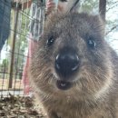 루스티코(Rustico) 이미지