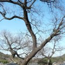 남사예담촌마을 이미지