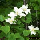 포천한탄강하늘다리 이미지